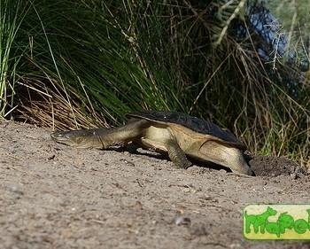 Chelodina oblonga