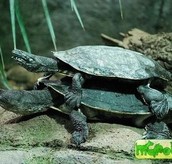 Phrynops geoffroanus (Жабоголовая бурая, Светлокрайняя змеиношейная, Черепаха Джофри бокошейная)