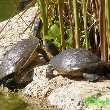 Trachemys stejnegeri (Багамская украшенная)