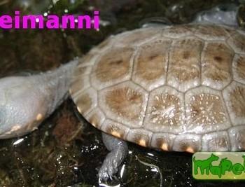 Chelodina reimanni