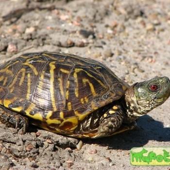 Terrapene ornata (Украшенная коробчатая)