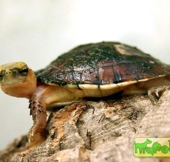 Cuora mccordi