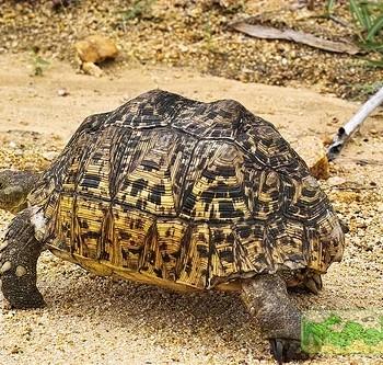 Geochelone pardalis