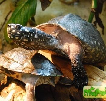Geoclemys hamiltonii