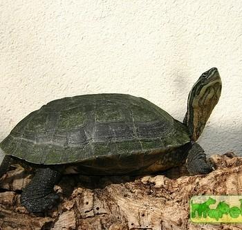 Mauremys annamensis (Вьетнамская листовая)