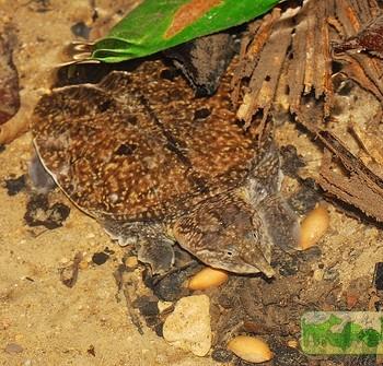 Dogania subplana