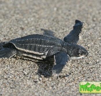 Dermochelys coriacea