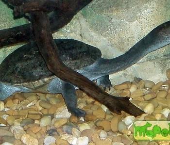 Chelodina parkeri