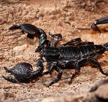 Pandinus imperator