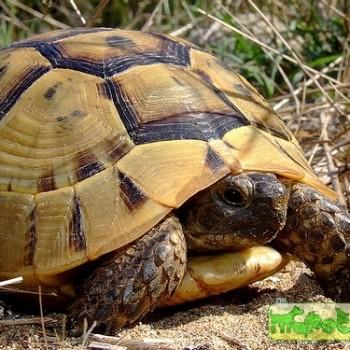 Testudo graeca (Сpедиземномоpская, Греческая)