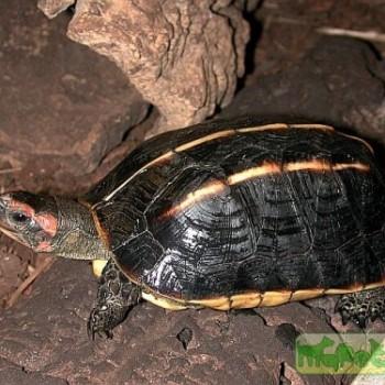 Melanochelys tricarinata (Трехкилевая)