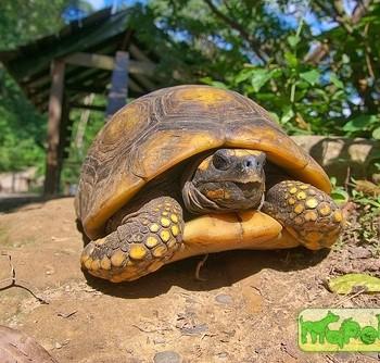 Geochelone denticulata