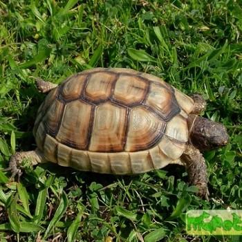 Testudo marginata (Окаймленная зубчатая)