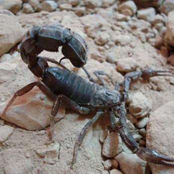 Androctonus crassicauda