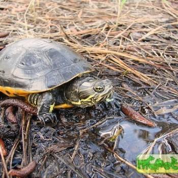 Deirochelys reticularia