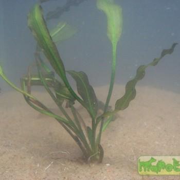 Aponogeton crispus