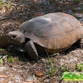 Gopherus polyphemus