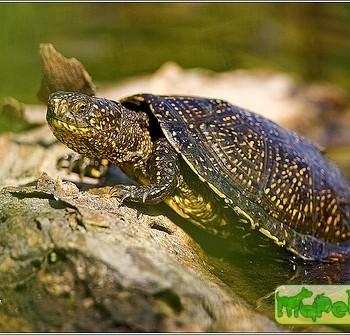 Emys orbicularis