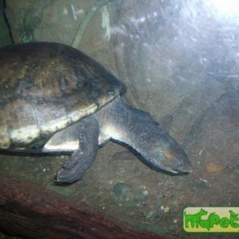 Dermatemys mawii