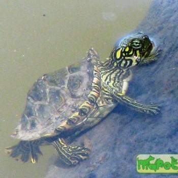 Pseudemys texana (Техасская)