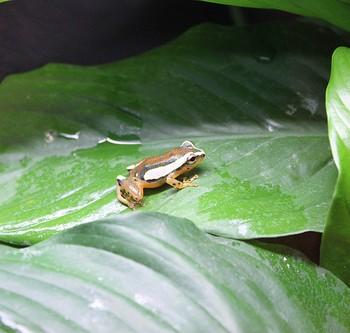 Hyperolius puncticulatus