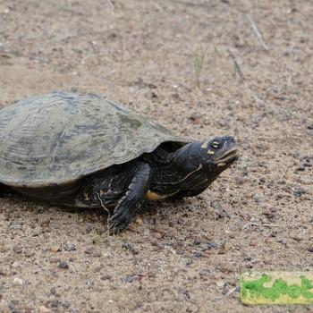 Graptemys ouachitensis