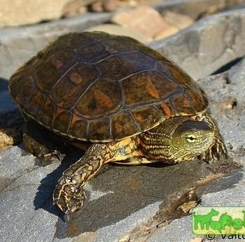 Mauremys leprosa (Средиземноморская водяная, Мавританская)