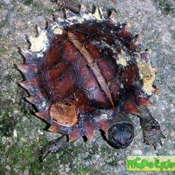 Heosemys spinosa