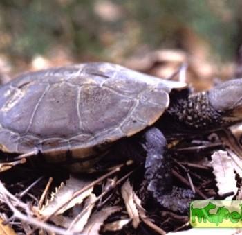 Pseudemydura umbrina (Ложная эмидура, Западная болотная, Болотная жабья)