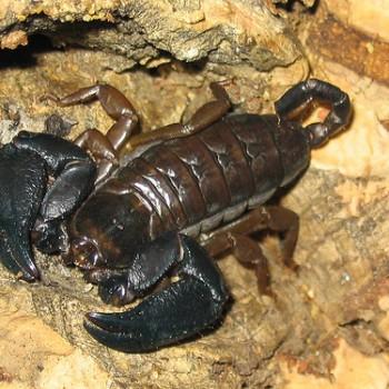 Iomachus politus