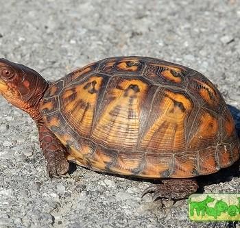 Terrapene carolina (Коробчатая каролинская)