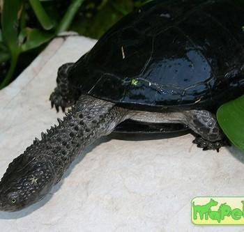 Acanthochelys spixii