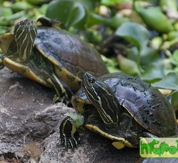 Trachemys decorata (Эспаньольская)