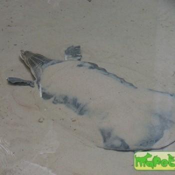 Pelochelys bibroni (Большая мягкотелая)