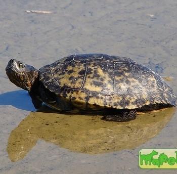 Trachemys dorbigni (Бразильская украшенная)