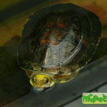 Cuora aurocapitata