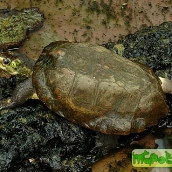 Notochelys platynota (Малайская плоскоспинная)