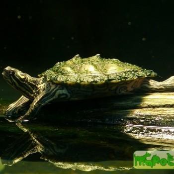 Graptemys nigrinoda