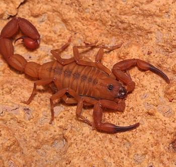 Babycurus jacksoni