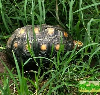 Rhinoclemmys nasuta (Большеносая лесная)
