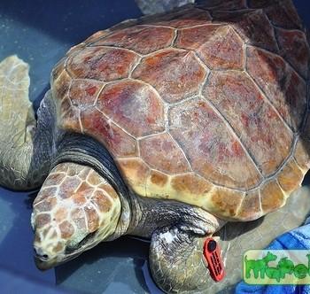 Caretta caretta