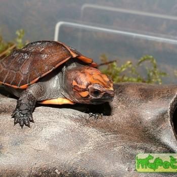 Pyxidea mouhotii (Килеватая коробчатая, Вьетнамская)