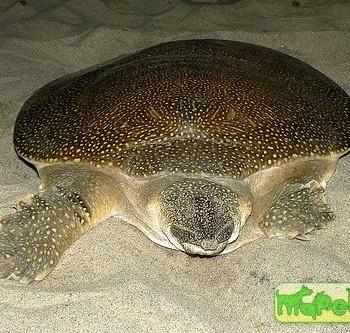 Trionyx triunguis (Африканский трионикс)