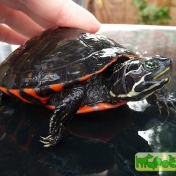 Pseudemys rubriventris (Краснобрюхая)