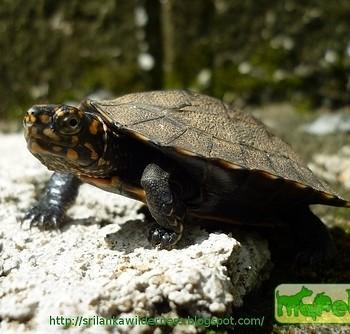 Melanochelys trijuga (Чернобрюхая, Индийская трехкилевая)