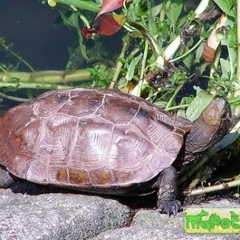 Mauremys japonica (Японская водная)