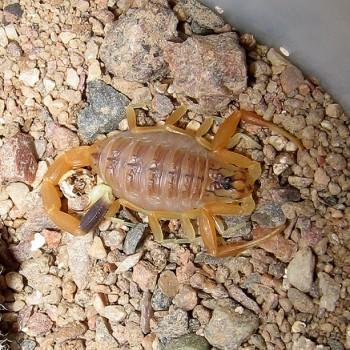 Leiurus quinquestriatus