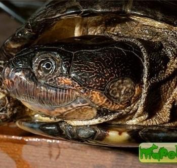 Pelusios williamsi (Черепаха Вильяма иловая, Складная черепаха Вильямса)