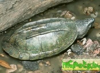 Staurotypus salvinii (Малая крестогрудая)