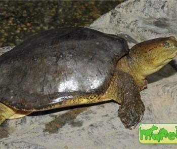 Lissemys punctata (Индийская Лопастная)